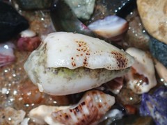 Conus arenatus