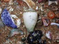 Conus arenatus