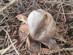 Myriostoma australianum