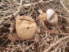 Myriostoma australianum