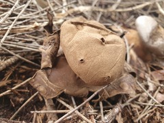 Myriostoma australianum