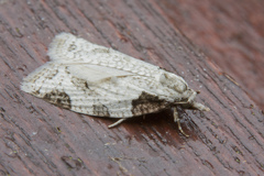 Schoenotenes pseudurga