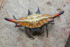 Gasteracantha diardi