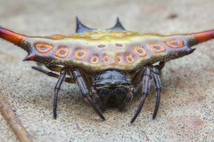 Gasteracantha diardi