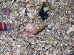 Leiopyrga lineolaris