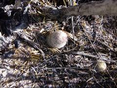 Echinocereus pectinatus rutowiorum