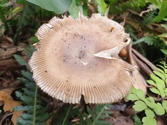 Amanita cheelii