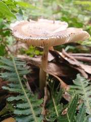 Amanita cheelii