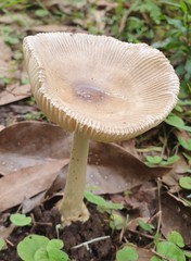 Amanita cheelii