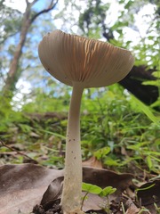 Amanita cheelii