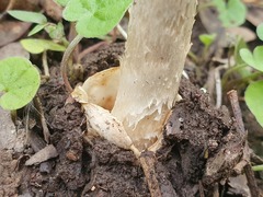 Amanita cheelii