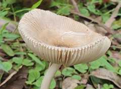 Amanita cheelii
