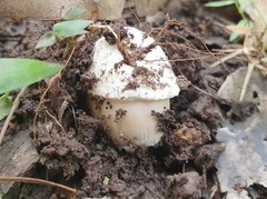 Amanita cheelii