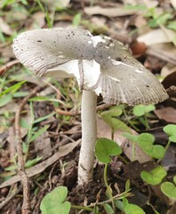 Amanita cheelii