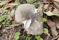 Amanita cheelii