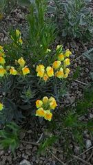 Linaria buriatica
