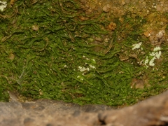 Odontoschisma sphagni