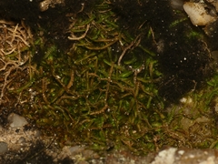 Odontoschisma sphagni