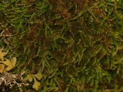 Odontoschisma sphagni