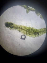 Odontoschisma sphagni