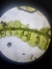 Odontoschisma sphagni