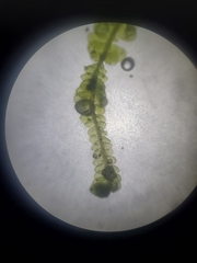 Odontoschisma sphagni