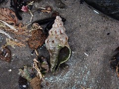 Marmorofusus nicobaricus