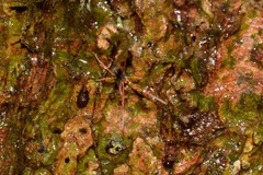 Eriorhynchus