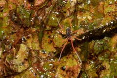 Eriorhynchus
