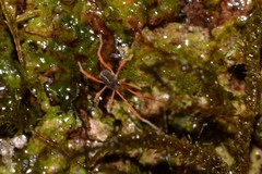 Eriorhynchus