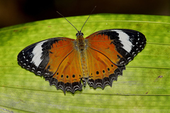 Cethosia penthesilea