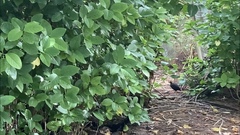 Megapodius laperouse