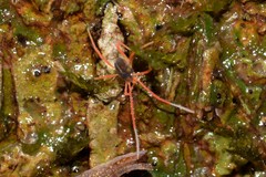 Eriorhynchus