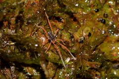 Eriorhynchus