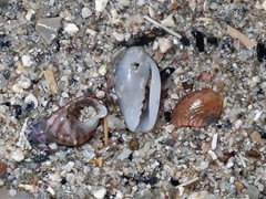 Austroginella translucida