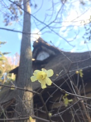 Chimonanthus praecox