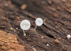 Mycena piringa