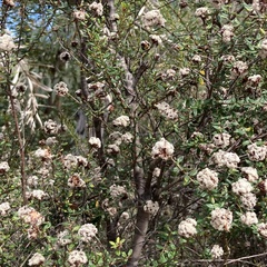 Spyridium scortechinii