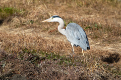 Ardea cinerea