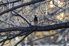 Spodiopsar cineraceus