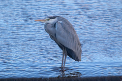 Ardea cinerea