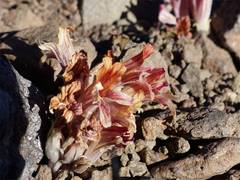 Aphyllon corymbosum