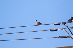 Streptopelia orientalis