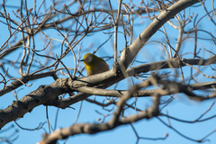 Zosterops japonicus