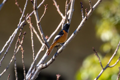 Phoenicurus auroreus