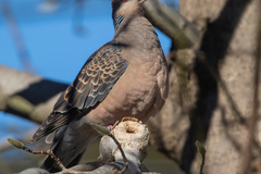 Streptopelia orientalis