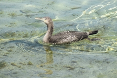 Phalacrocorax nigrogularis