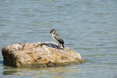 Phalacrocorax nigrogularis