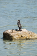 Phalacrocorax nigrogularis