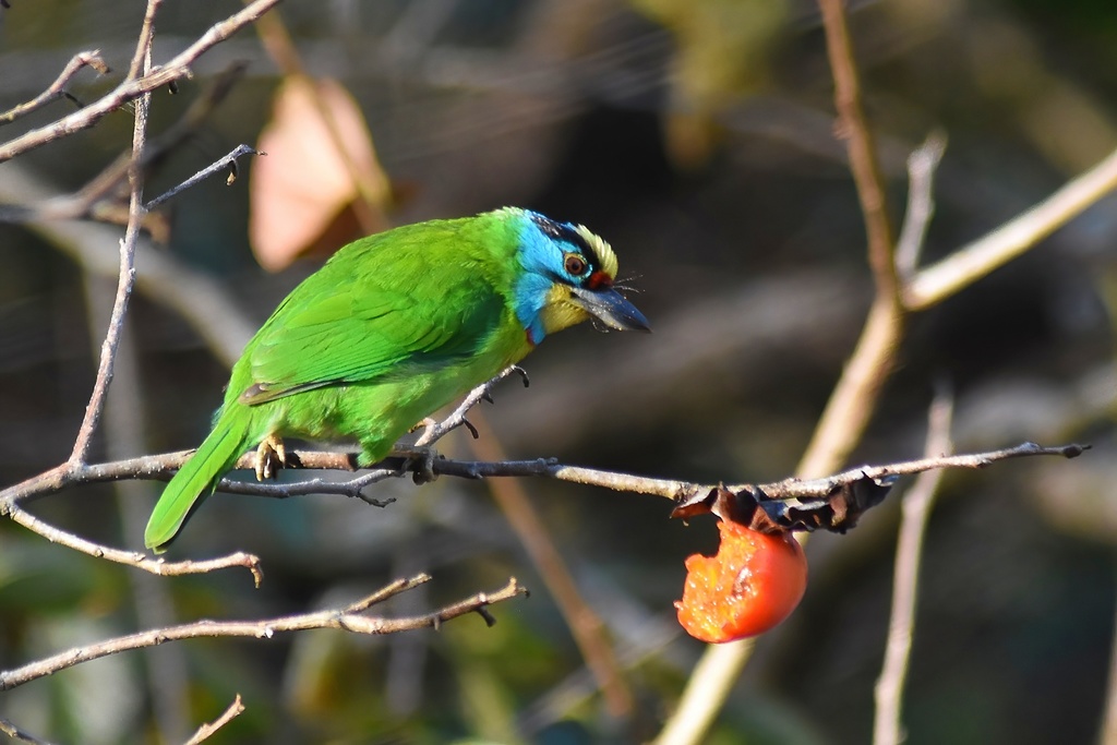 Indochinese Barbet